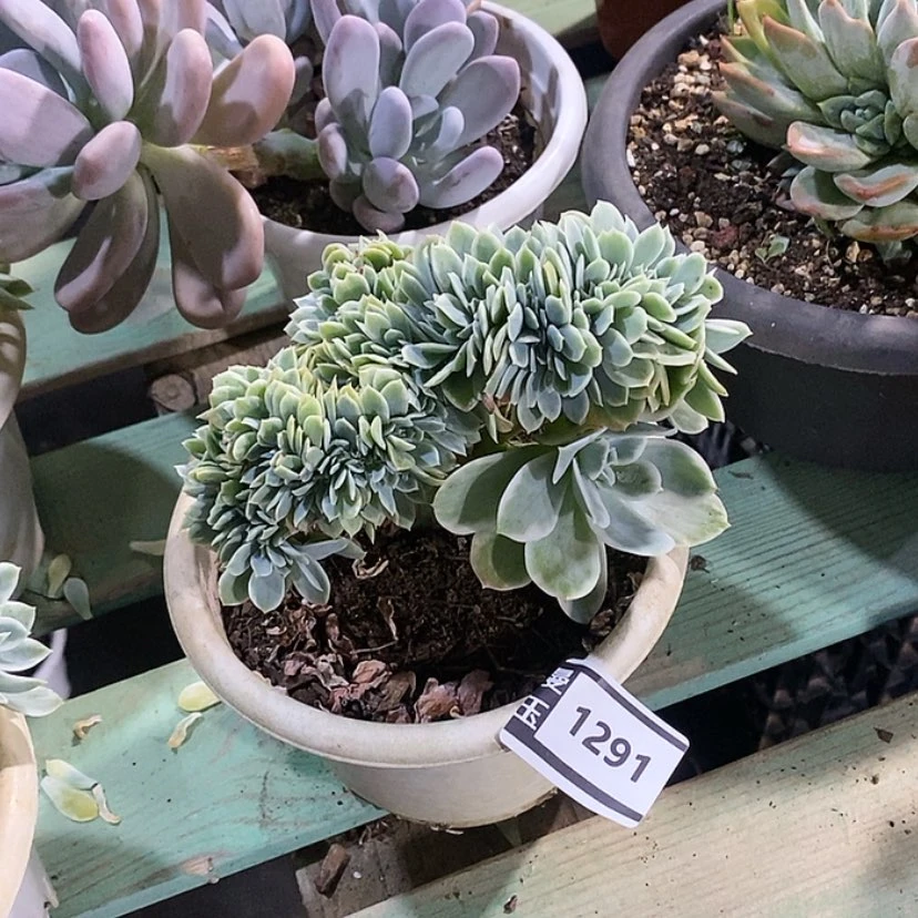 【闪购商品】柠檬玫瑰锦缀1291