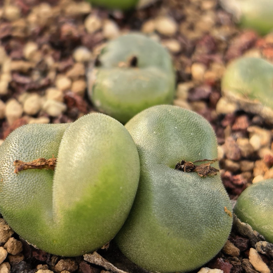 【肉锥水晶鞋】达芬妮水晶鞋特选磨砂质感番杏肉锥阳台盆栽绿植