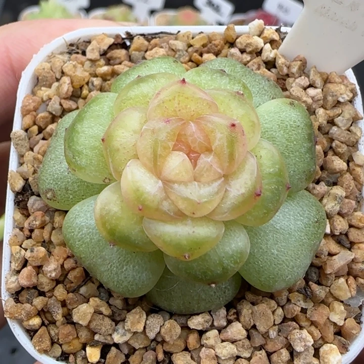 656号风花雪月系列流萤