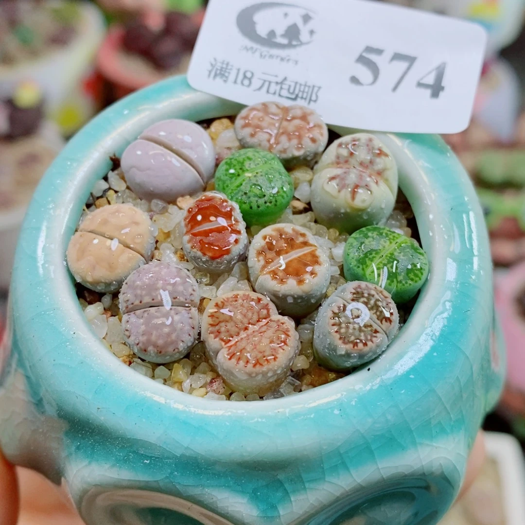 生生石花花花花花花花574