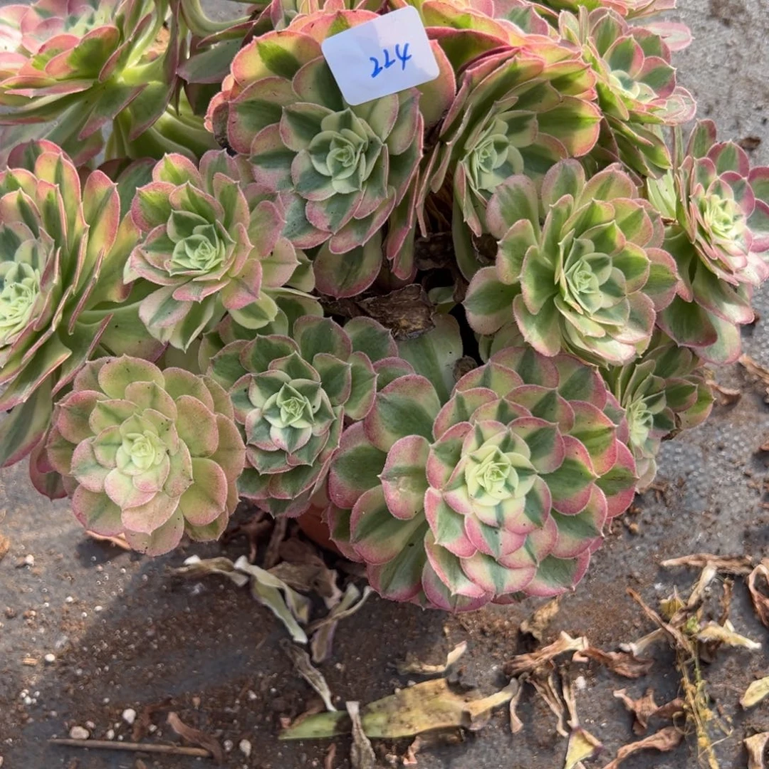 清***7224玉姿多肉多肉多肉多肉