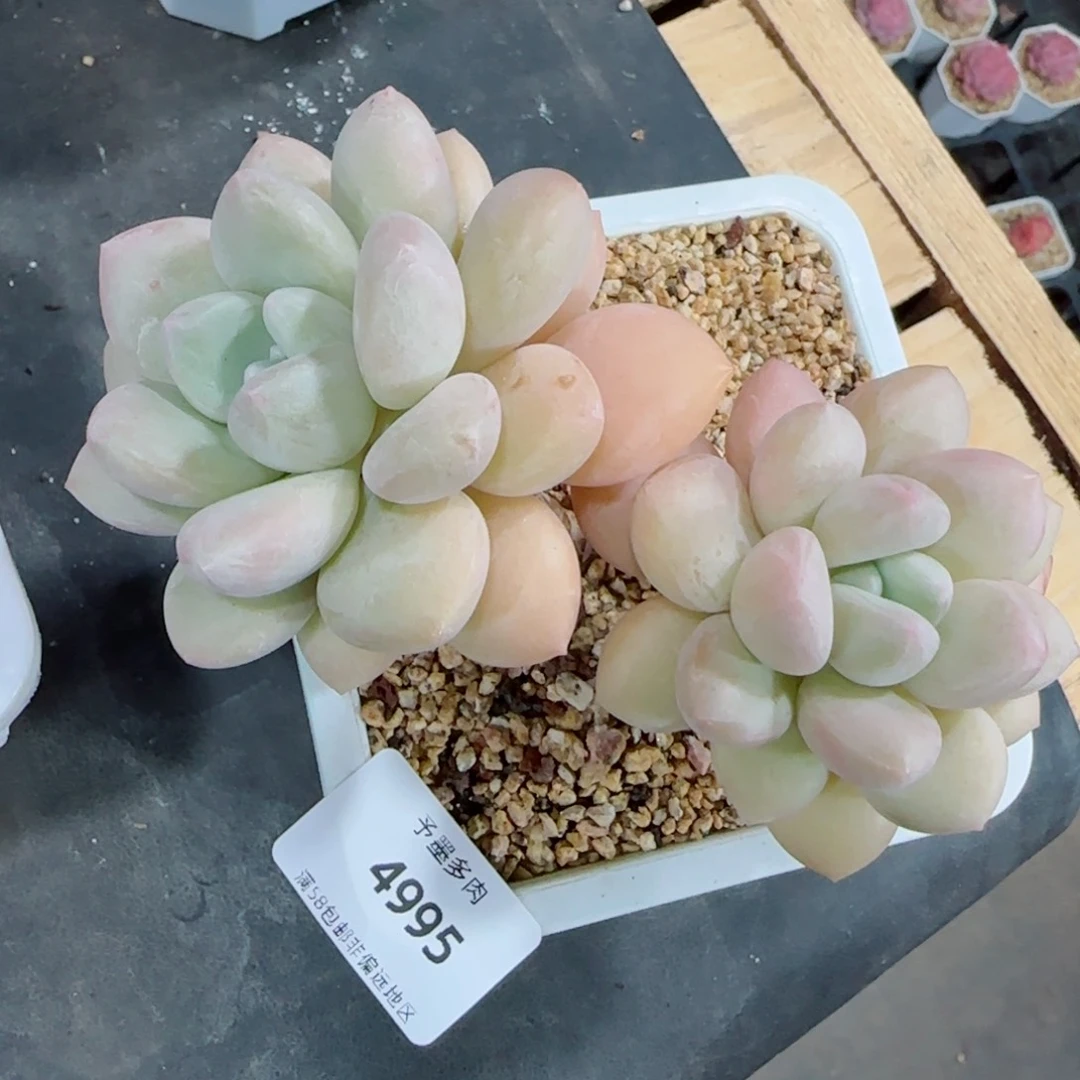 泡泡糖无砍，4995多肉