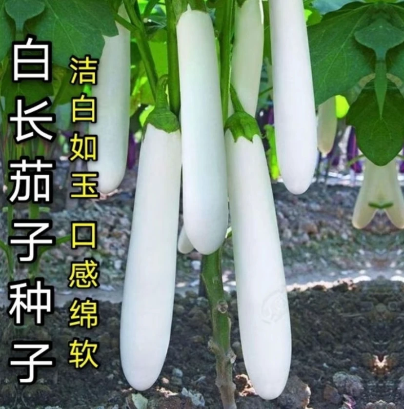 【长白茄种子】农家特色白长茄子种孑白皮茄子籽盆栽蔬菜种孑