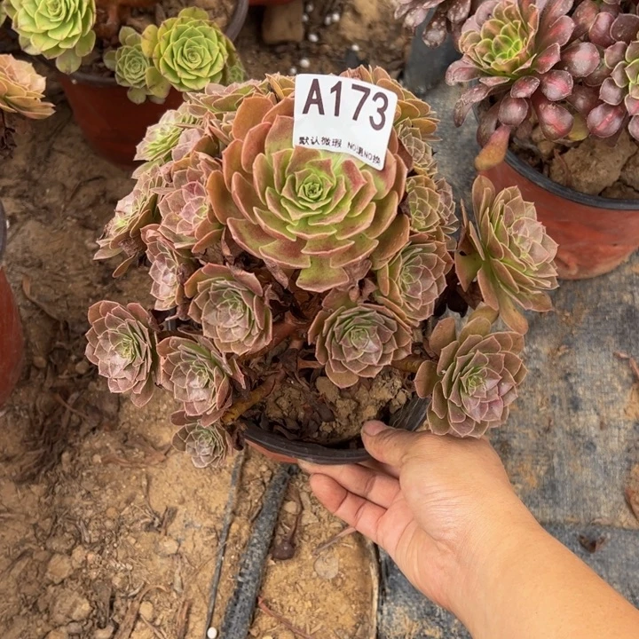 微瑕赤炎链多肉植物173.