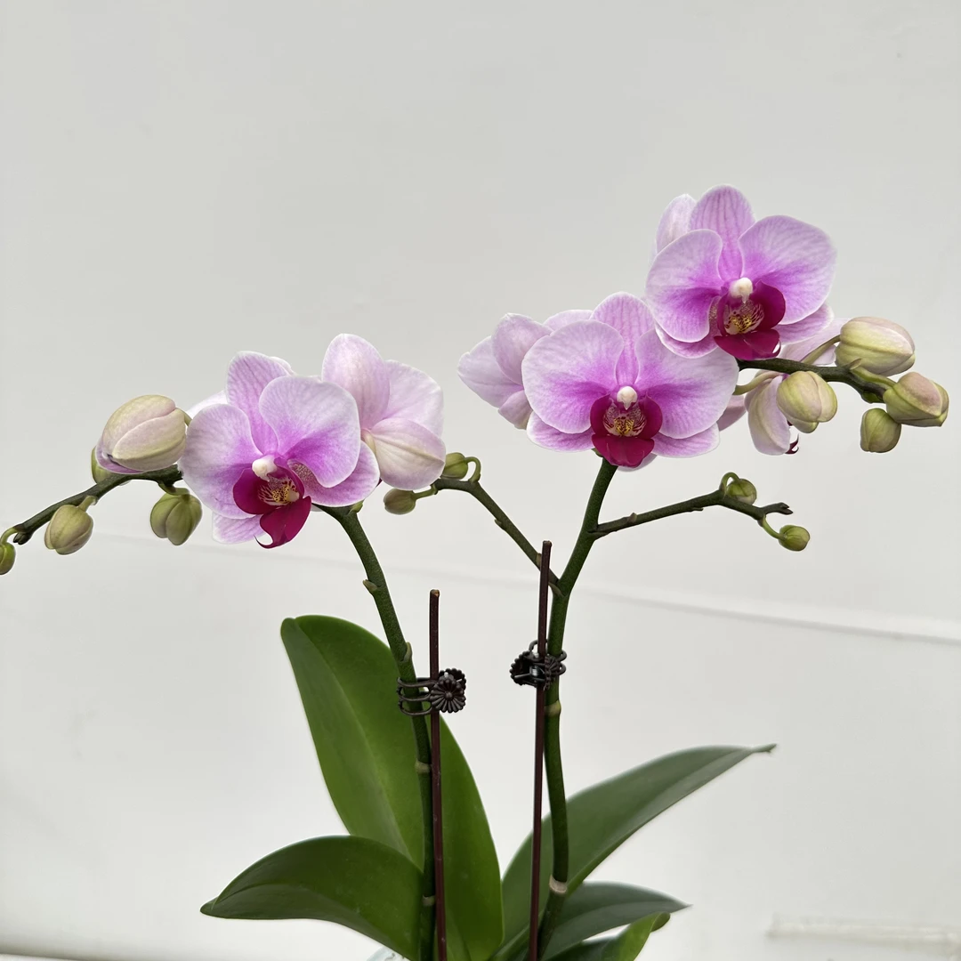 简馨优选【宝贝】 蝴蝶兰花花盆摆设客厅摆设种植基地发货1-2