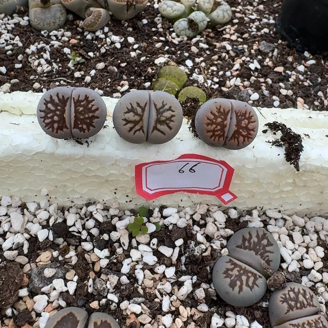 66多肉哈哈哈哈哈哈哈