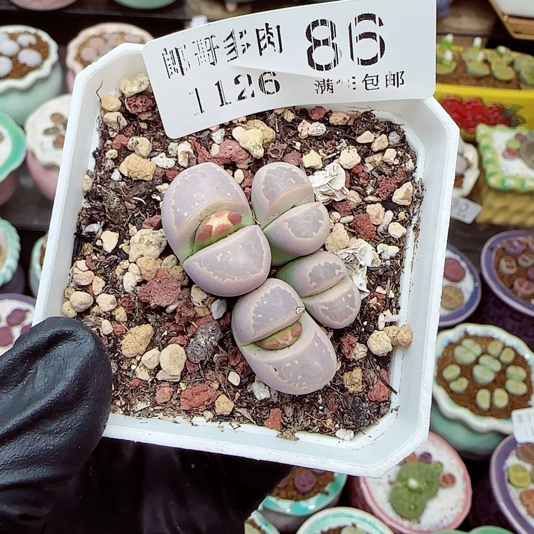 生石花满18包邮1126-86