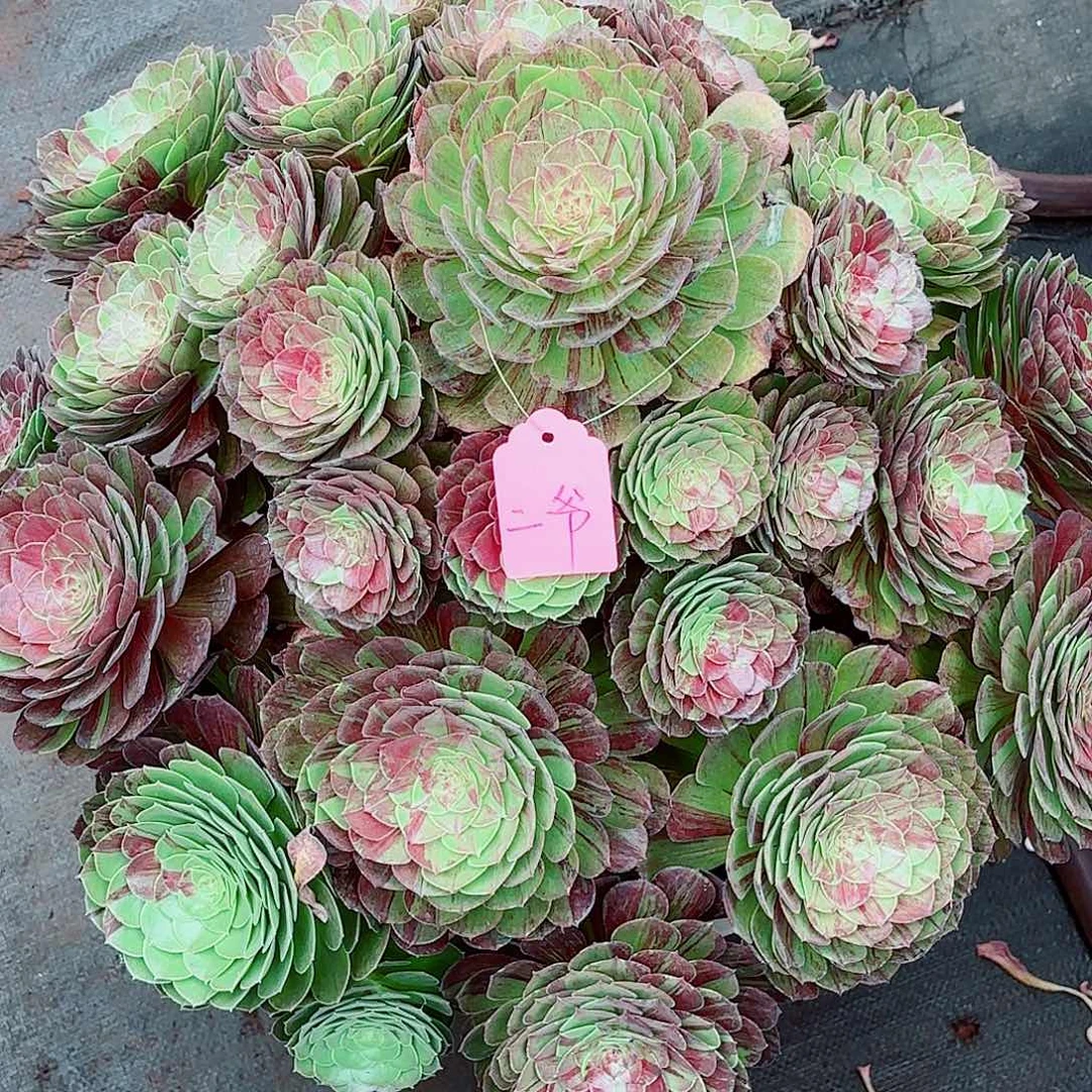 我在外面吃饭呢666