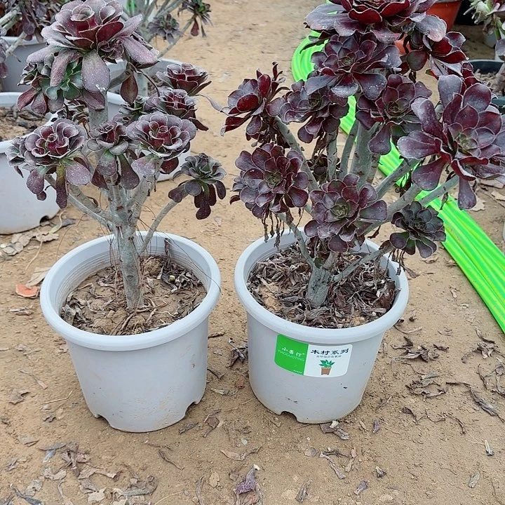 黑圆叶和酒杯1112222234444