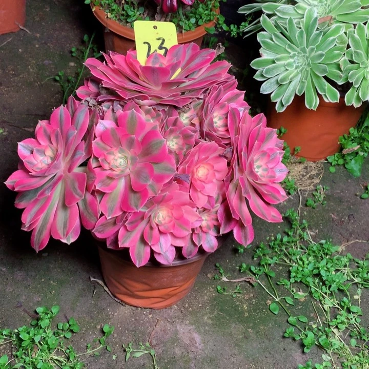 23粉女巫多肉111111