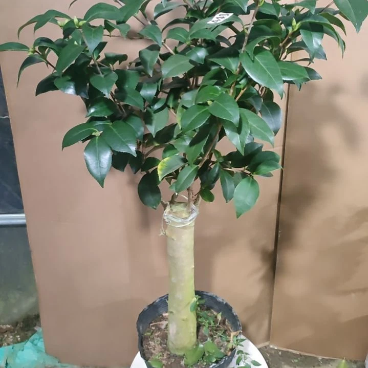440酒中花，原盆原土发货，不包邮