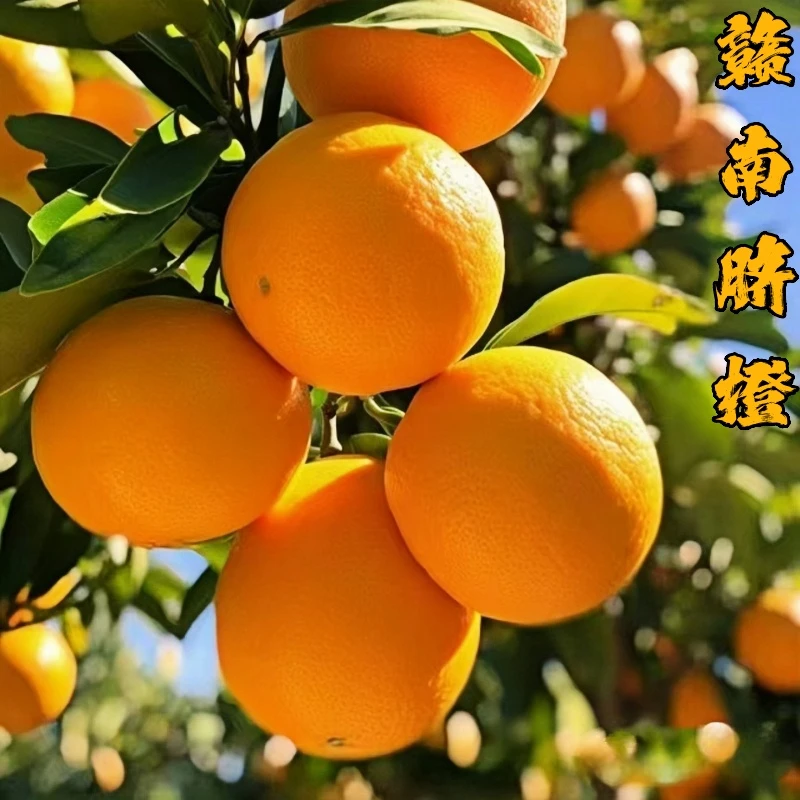 【赣州直发】正宗江西赣南脐橙新鲜应季水果现摘手剥甜橙脐橙