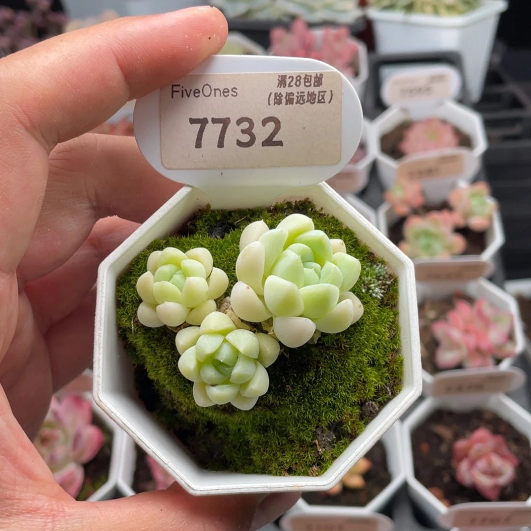 白月光7732-5厘米