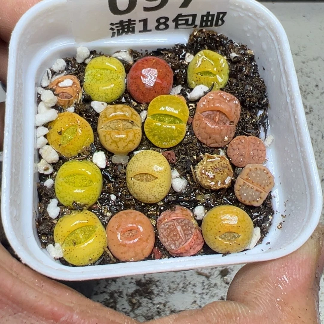 【闪购商品】 097。