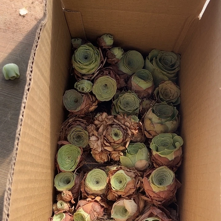 山地玫瑰多肉植物量拍67