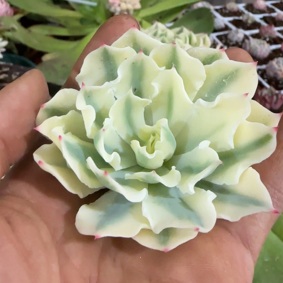 ?****¹十一 多肉植物