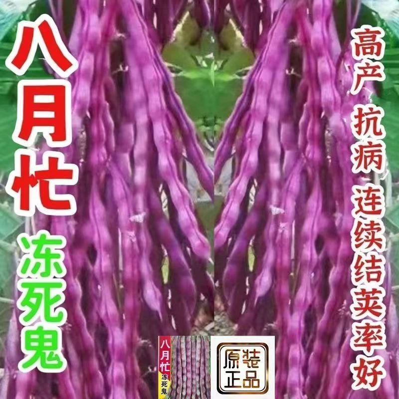 【八月忙冻死鬼豆角种】子耐热豆角耐寒四季蔬菜种子种植无筋高产