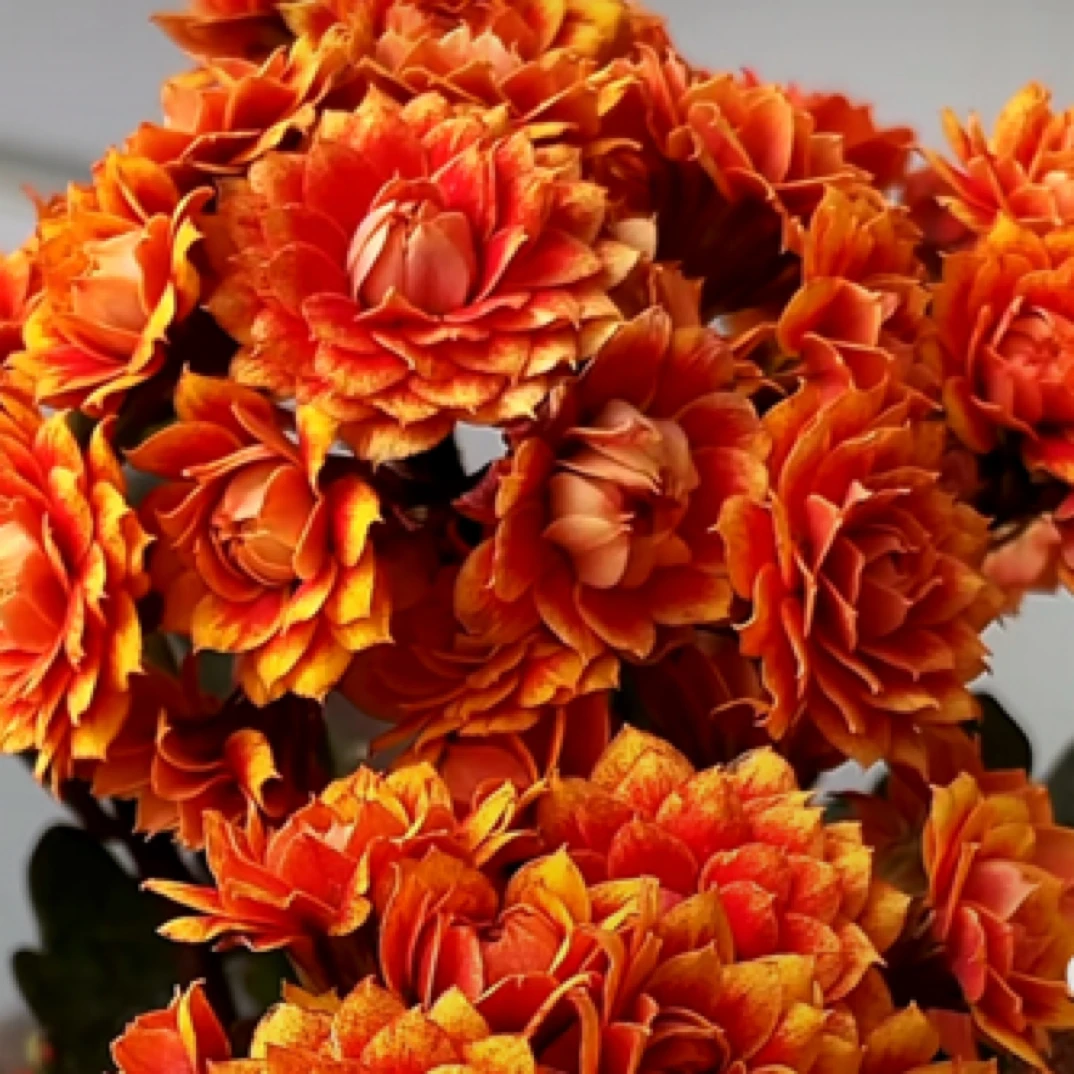 【盛宴】长寿花四季开花阳台盆栽大花重瓣花卉植物