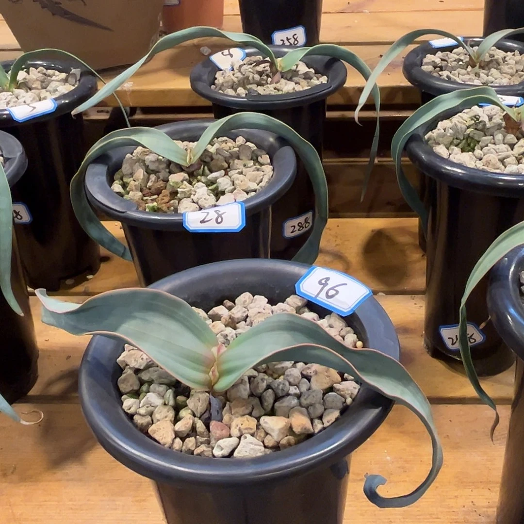 红***椒汤圆植物百岁兰好看