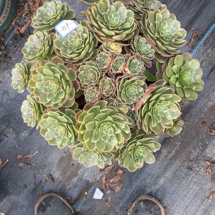359粉花妖多肉植物法师