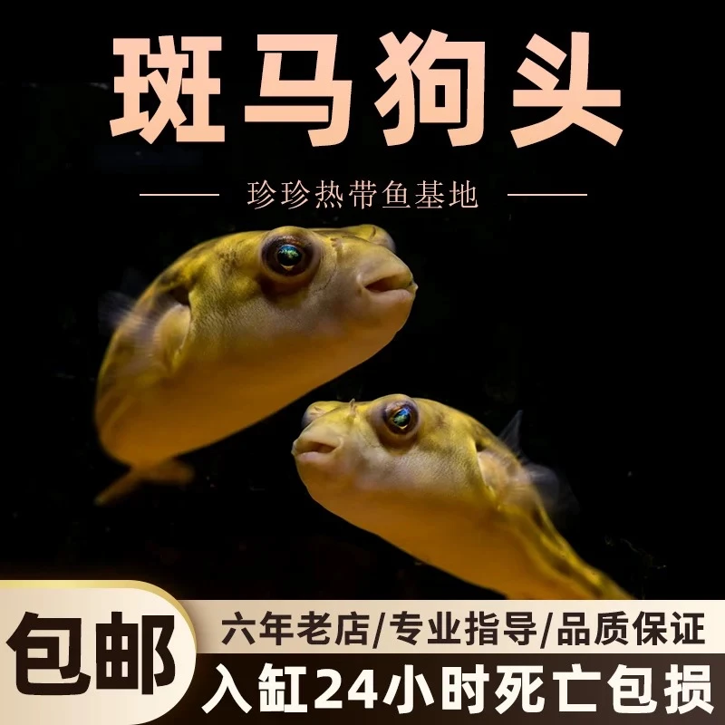 斑马狗头河豚鱼斑狗头鱼苗小型热带鱼观赏鱼淡水河豚活体潜水艇鱼