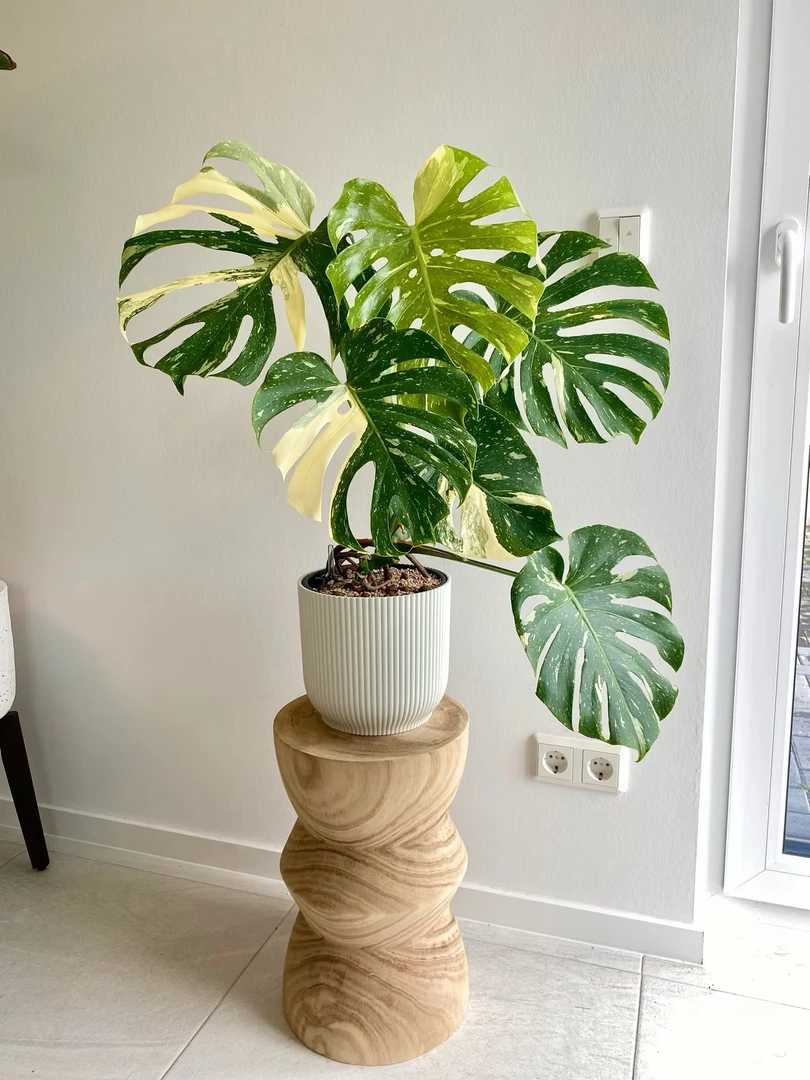 【洒金龟背竹】优质锦稳定基因ins风室内观叶绿植