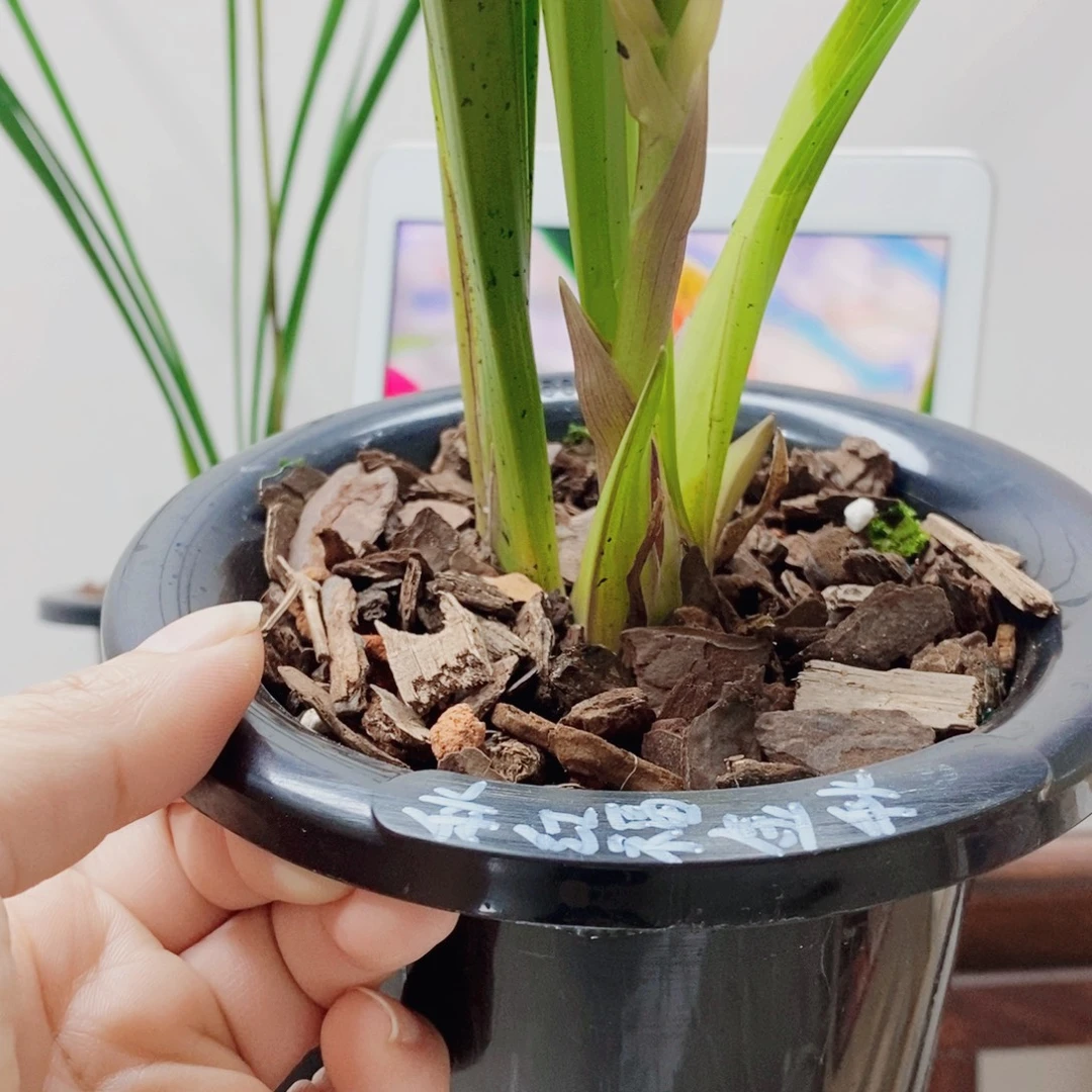 有***会当前无花栽培后可以开花