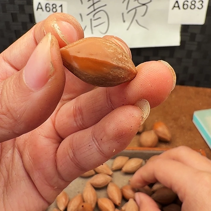 卍***卍橄榄核手串/手链橄榄