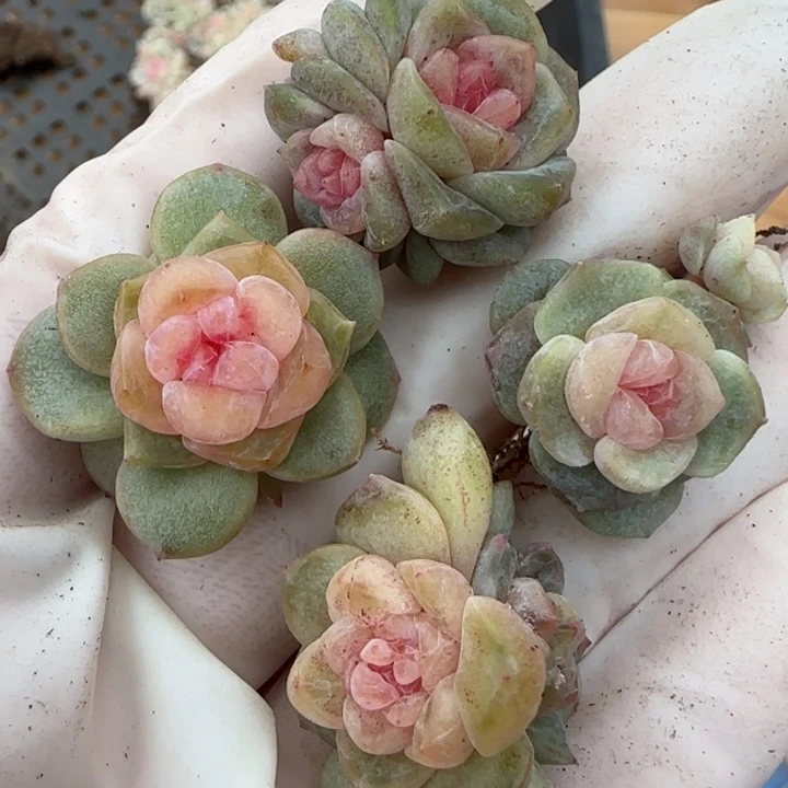 4号王者系列多肉一盒