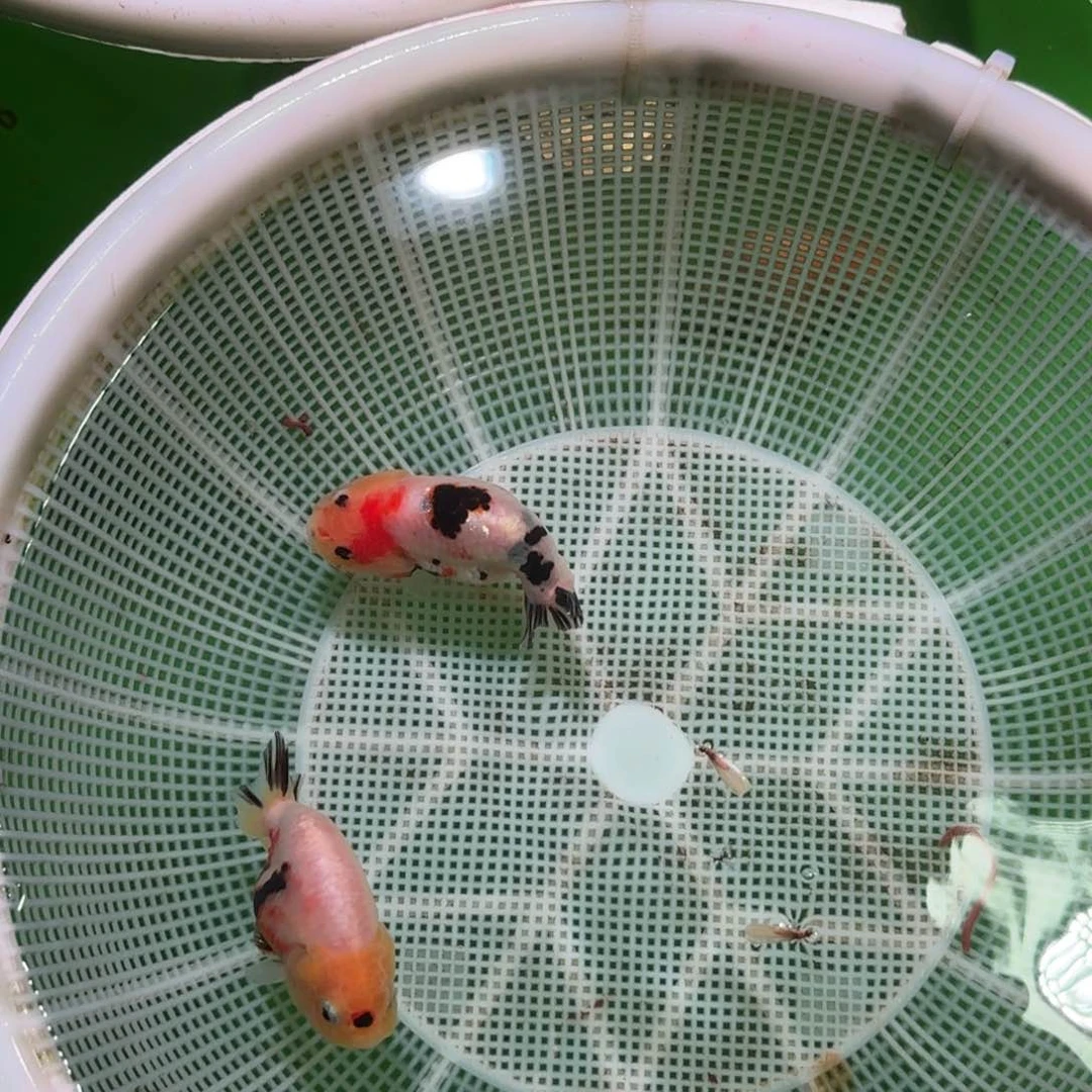 金鱼亚成兰寿兰寿