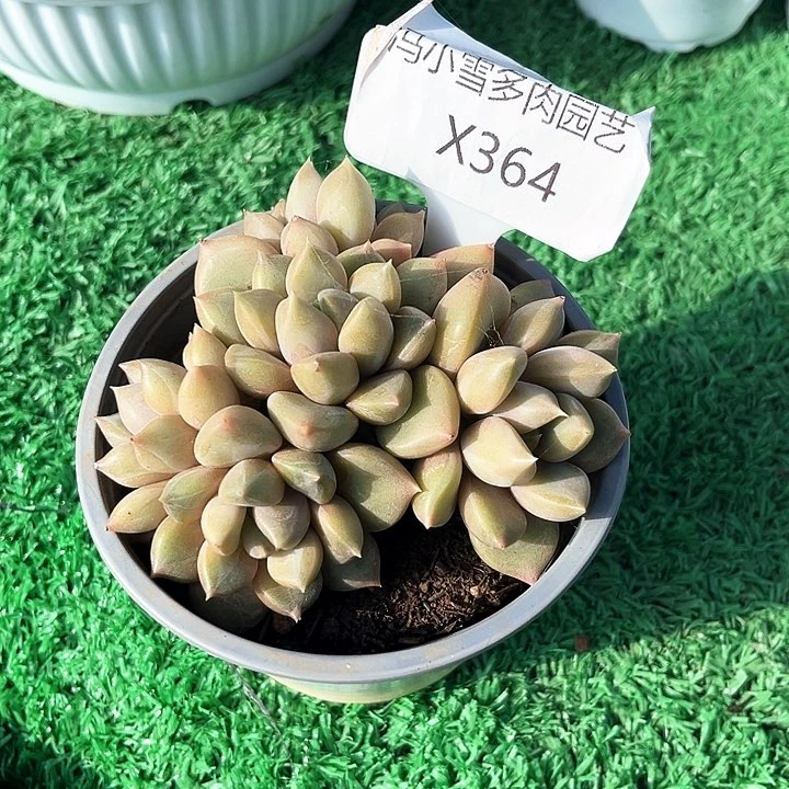 雪*我是你的小可爱啊我的大可爱我