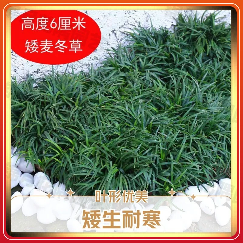 别墅草坪植物玉龙中华麦冬草耐寒日本麦冬草园林绿化土苗庭院矮草