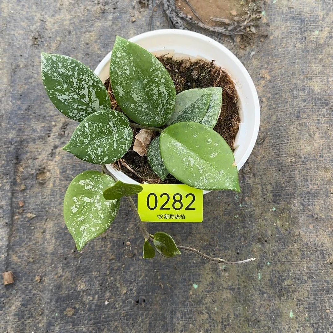 梧***雨完全开放0282高斑雀斑
