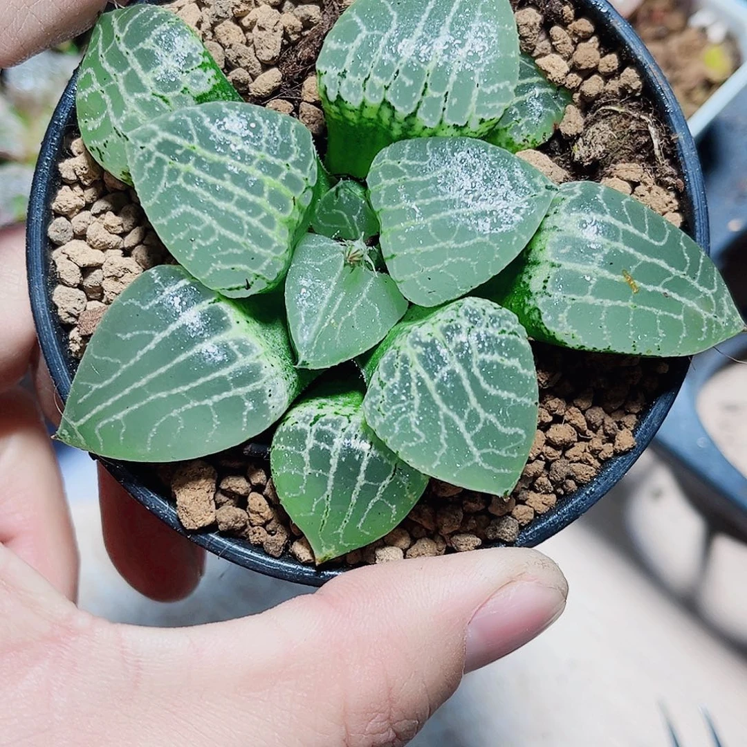 水晶康平新手好养