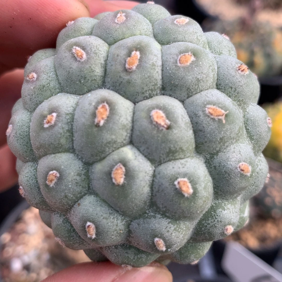 开播福利大型习志野刚发根