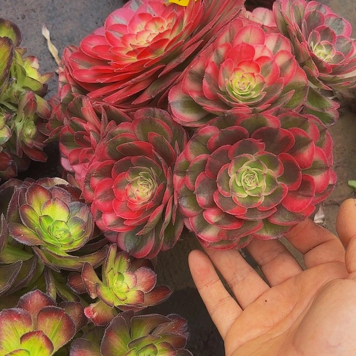 多肉植物海神1108法师