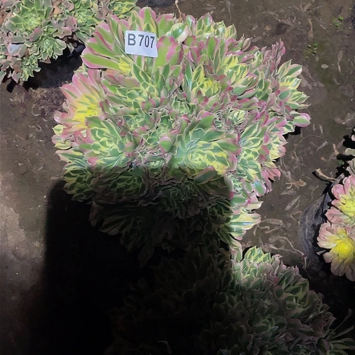 多肉法师707号白凤大号不包损发货
