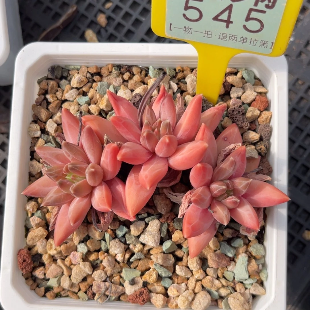 云尘多肉一物一拍545