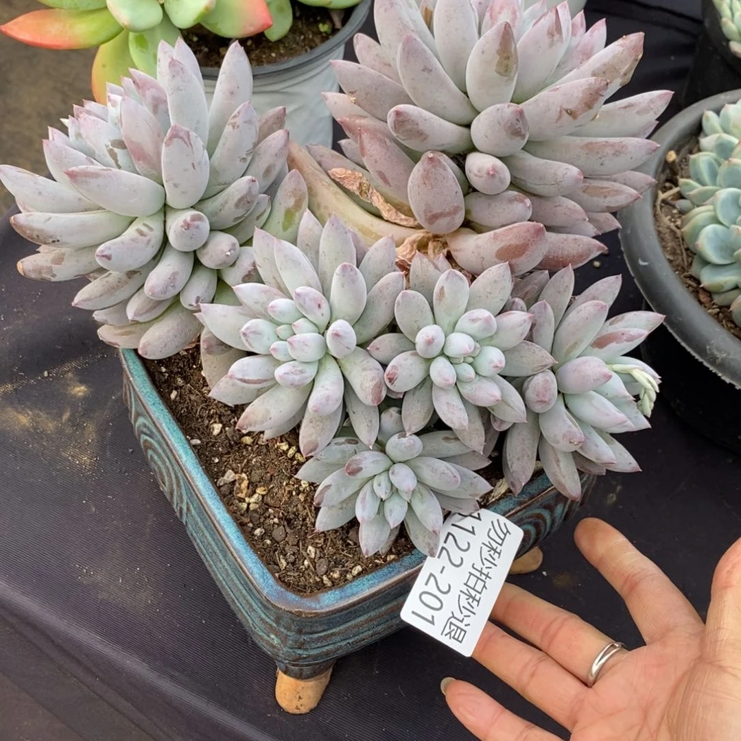 两单包邮1122-201所罗门