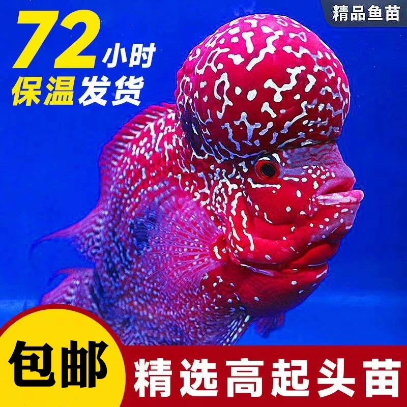 1号胖丫罗汉鱼热带观赏鱼金花火凤亚成鸿运活体包邮观赏鱼宠物鱼