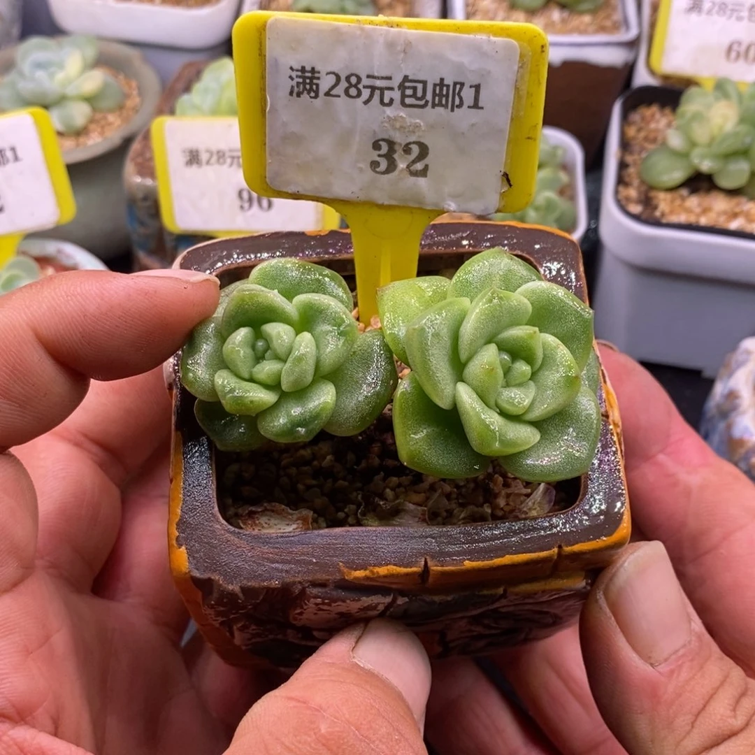 132冰玉石化丸叶老桩……