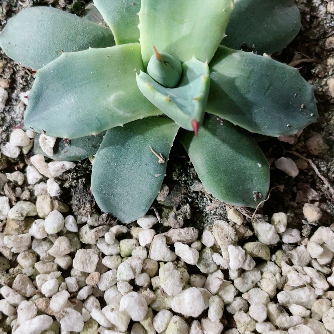 青蝎子小苗龙舌兰包邮