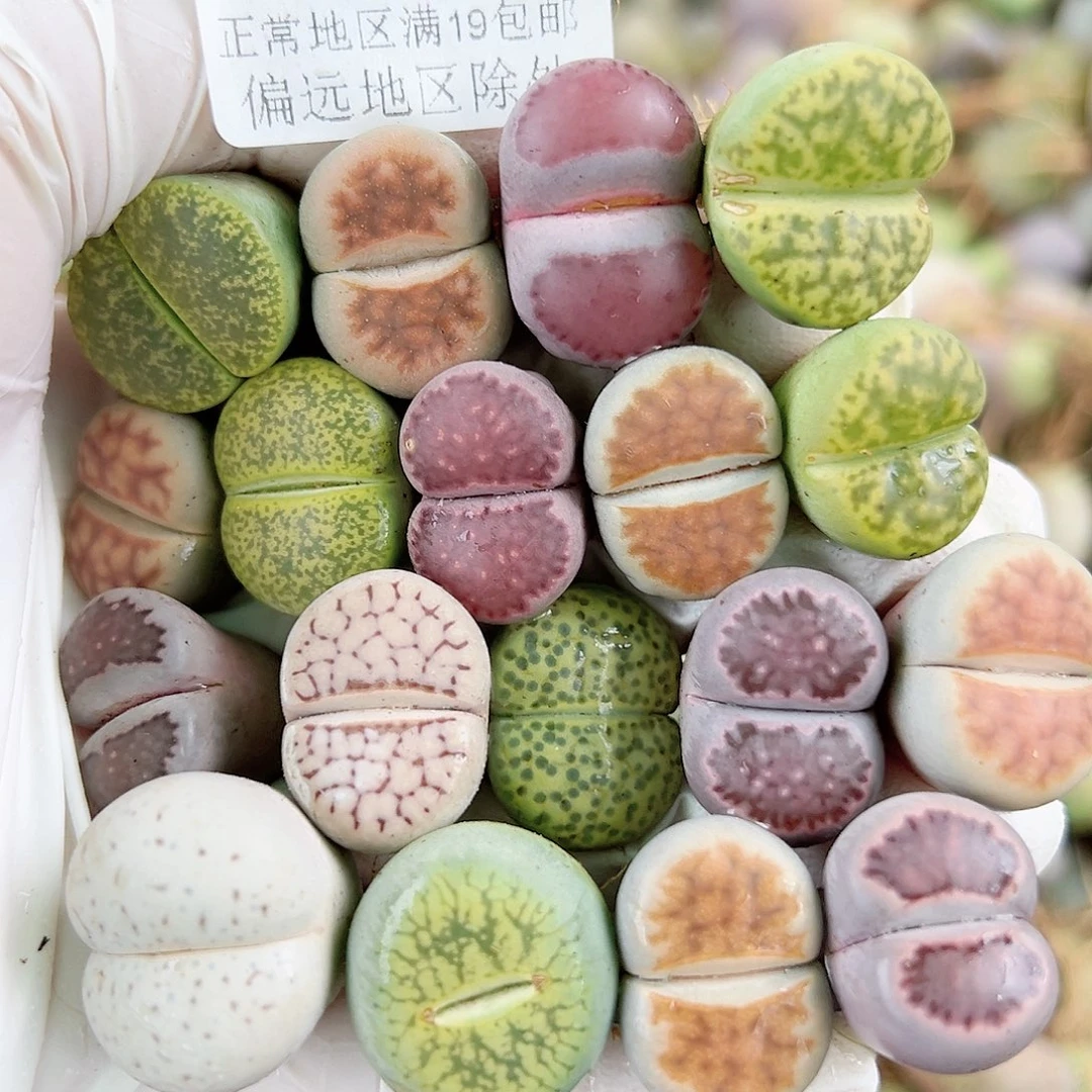 5738 好养易活生石花大母本18个