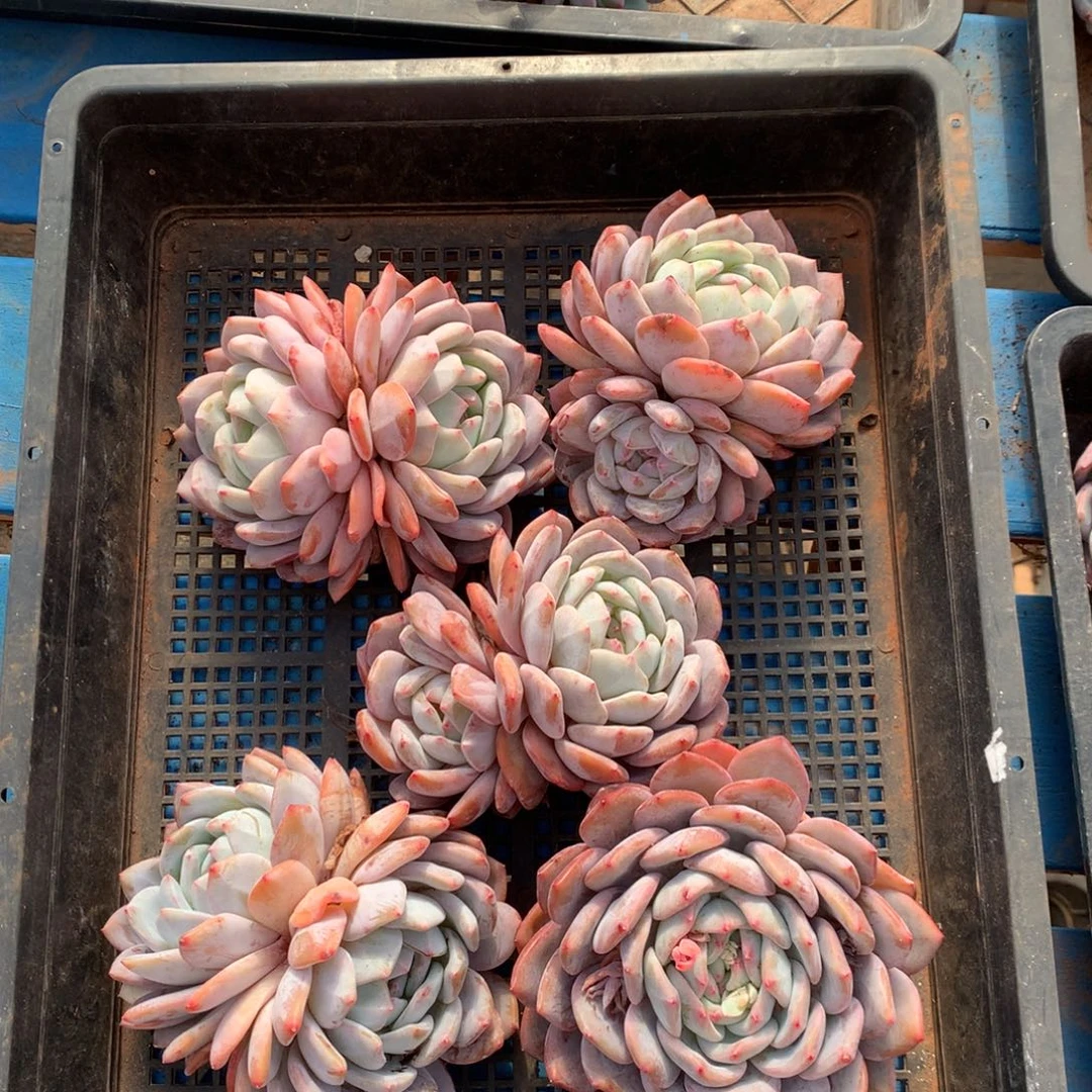 697号新疆西藏内蒙古不包邮的