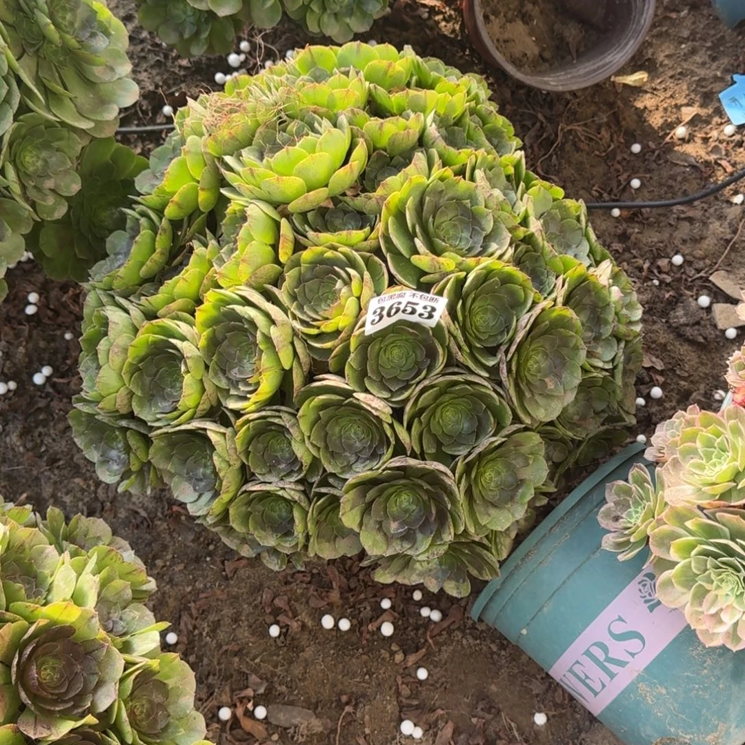 法师万圣节拉丝18-6 3653