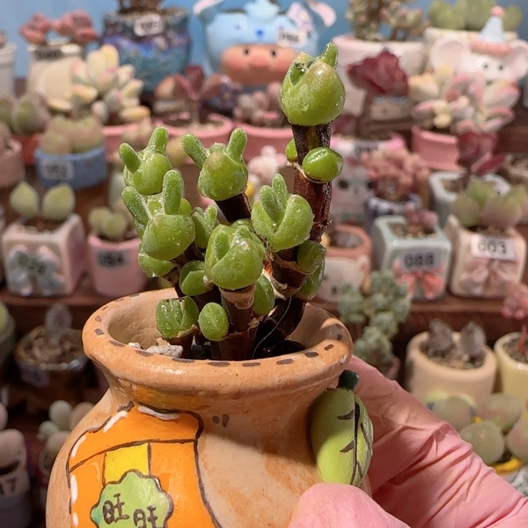 可爱枝干兔子 盆口3cm
