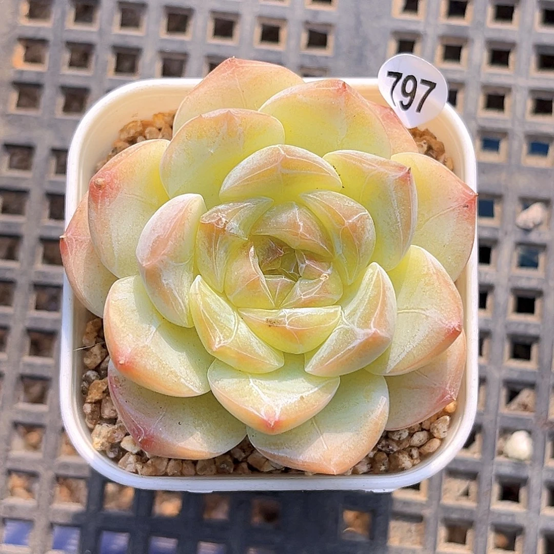 797一物一拍 珍妮孤品