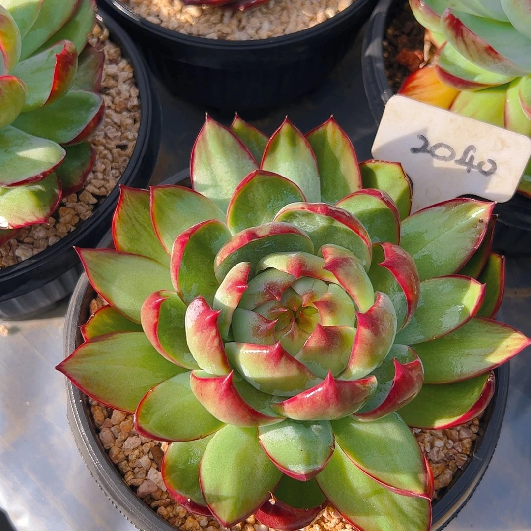 惊鸿仙子福利2040号