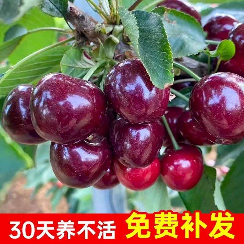 【带叶子带原土杯发货】低海拔车厘子需冷量只需要200多个小时