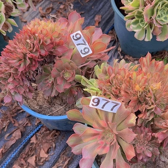 花***）多肉植物两个雅典娜